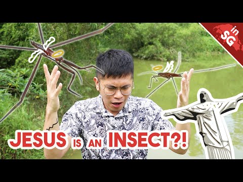 How to Walk on Water! | Pond Skaters/Water Striders