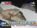 中國大陸殘忍料理:  吃半活魚、嘴巴還會動，只有魚身炸熟，魚頭還在痛苦掙扎