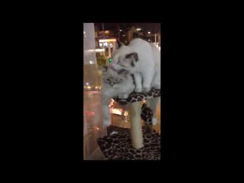 kachkaniraqmi ragdolls 2