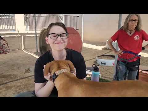JESSICA, an adoptable Pit Bull Terrier & Vizsla Mix in Phoenix, AZ_image-1