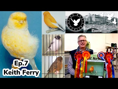 #7 Breeding & Exhibiting the Norwich Canary w/ Keith Ferry | The Natives & Norwich Zoom Room
