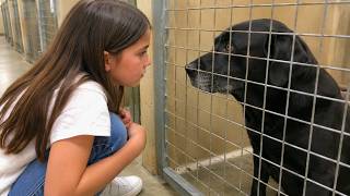 This Shelter Dog Refused Every Family... Then Did Something That Broke Everyone's Heart ๐๐