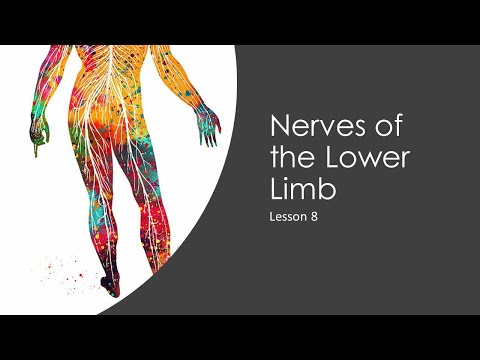 Lesson 8: Nerves of the Lower Limb