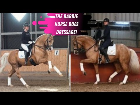 The Barbie Horse Does Dressage! Meet Bosco The Palomino Dressage Stallion Out Of Quaterback