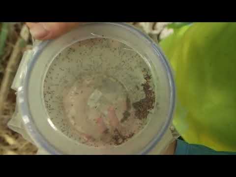 Mosquito Borne Virus Deaths