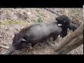FUUNY PIG BREED PIG WHEN PIG LOVE Ll Farm Village P1