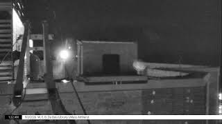 UMass Amherst Libraries Falcon Cam 2026 live webcam