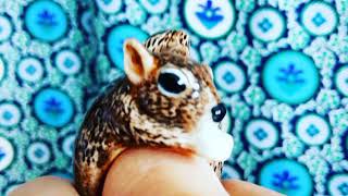 外出禁止のフランスでフランス語の習得について考える