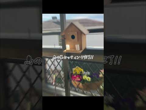 鳥を引き寄せるために巣箱に何を置くべきですか？羽のある鳥にとって最高の環境を作り出すための詳細なガイド!  庭園