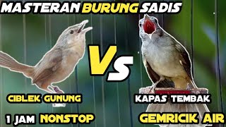 Download lagu Masteran Burung Ciblek Gunung Vs Kapas Tembak Tembakan Sadis Panjang Audio Jernih 1 Jam Nonstop mp3 Download lagu Masteran Burung Ciblek Gunung Vs Kapas Tembak Tembakan Sadis Panjang Audio Jernih 1 Jam Nonstop mp3