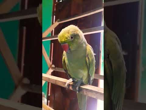 meenu kutti illa na pattu.....🥰