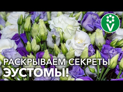 Эустома: от посева до цветения! Взойдёт 100%, зацветёт не нарадуетесь!