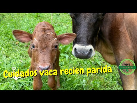 , title : 'Cuidados  vaca recién parida #vivelogicamente'