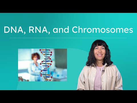 DNA, RNA, and Chromosomes - Storing Genetic Information