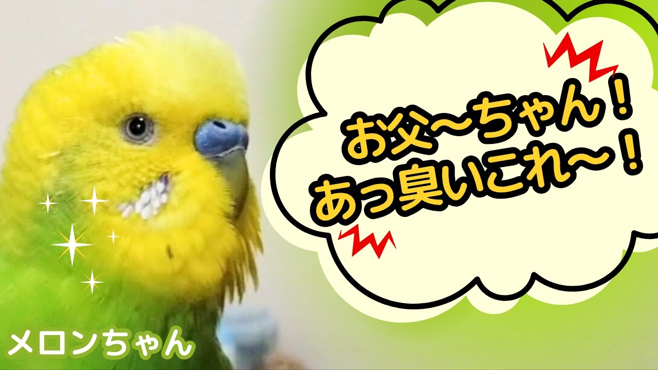 インコ「お父～ちゃん！」「あっ臭いこれ～！」会話が人間すぎるw