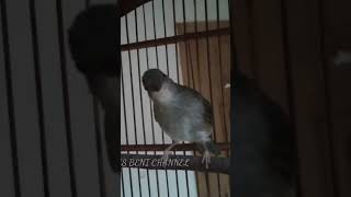 Download lagu Suara Burung MERBAH Mata Merah Sadis mp3 Download lagu Suara Burung MERBAH Mata Merah Sadis mp3
