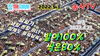 참깨재배, 날씨 변화가 심해서 참깨 싹이 80%정도 올라왔습니다. [농사TV]