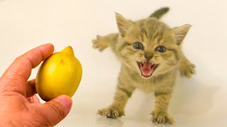 Funniest Animals 😅 New Funny Cats and Dogs Videos 😸🐶 Part 15