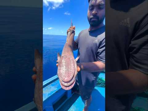 How Fast Do Remora Fish Stick? #shorts