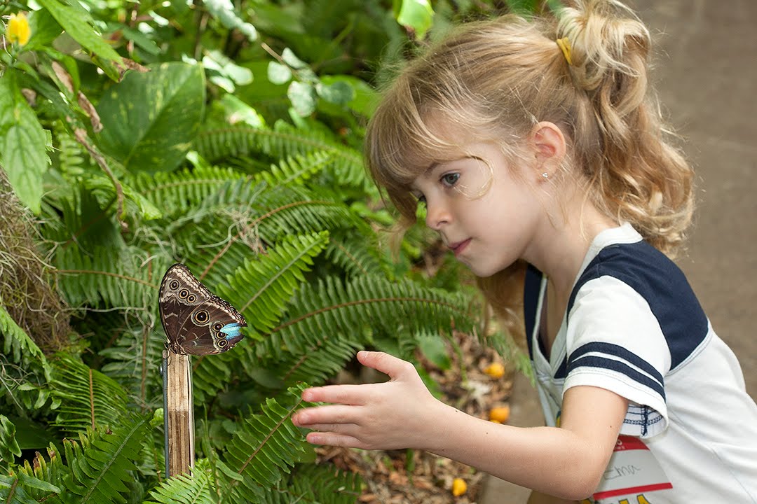 Spring Safari Featuring Butterfly Jungle