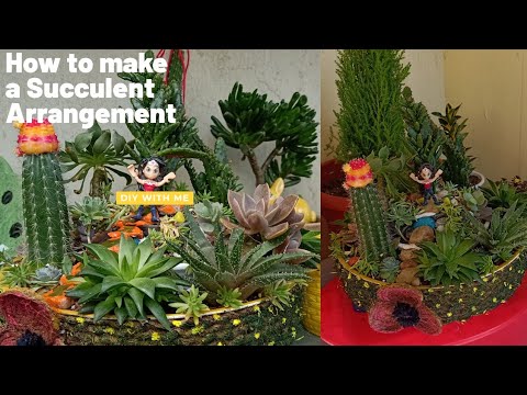 DIY Succulent Arrangement|Succulents Forest|How to make a Succulent Arrangement|Fahmida's Gardening