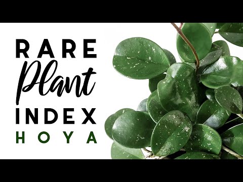 Rare Plant Index #7 | Hoya | Uncommon to Extremely Rare Plants!