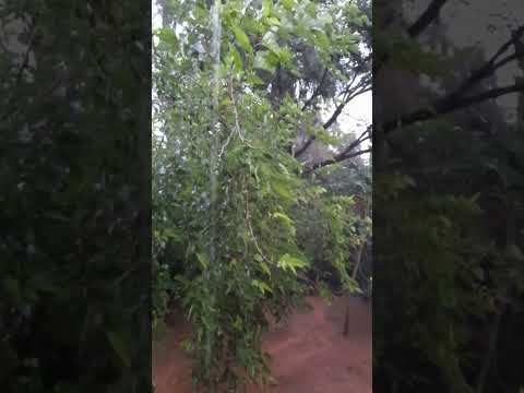 CHUVA FORTE HOJE NESSE DOMINGO 19/04/2026 BRASIL MINAS GERAIS CIDADE DE JUATUBA 