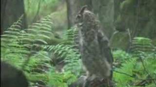 preview picture of video 'Goshawk Capture and Banding (1 of 3)'