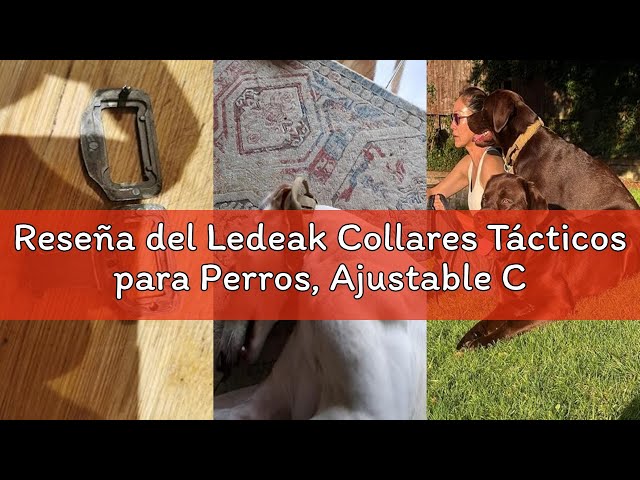 Vídeo relacionado con Ledeak Collares Tácticos para Perros, Ajustable Collar de Nailon con Hebilla de Metal, Antidesgaste Tácticos al Aire Libre Collares con Mango de Control para Perros de Tamaño(XL, Verde Militar)