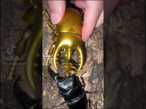 Beetle Battles Episode 2