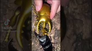 Download lagu Beetle Battles Episode 2 mp3