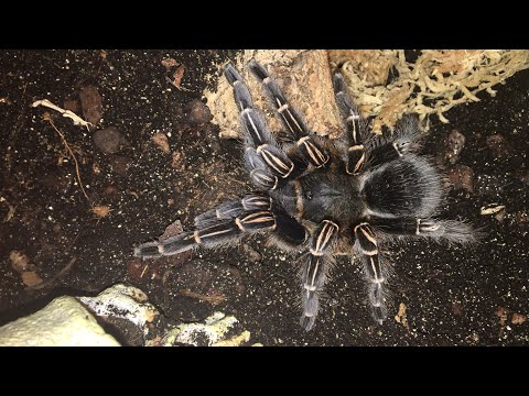 Aphonopelma seemanni (Costa Rican zebra) — starostlivosť a presádzanie/rehouse (Maxwell's marvellous minibeasts)