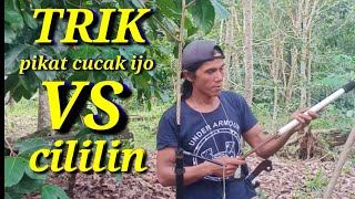 Download lagu CARA TANGKAP BURUNG CUCAK IJO VS CILILIN II TUTORIAL II kali mantan mp3