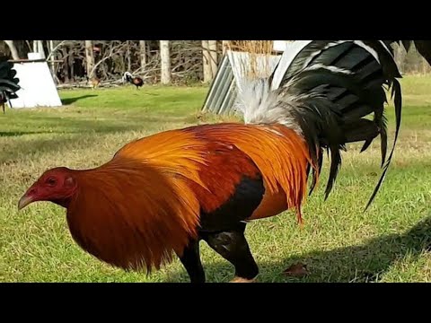 Andrian Francisco | Redcliff Farm