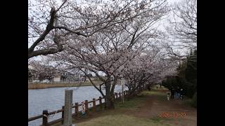 【千葉県・長生村散歩】〔尼ヶ台総合公園〕※2026年03月28日（土）