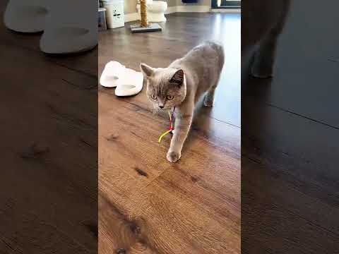 CRAZY CAT 😂 #shorts