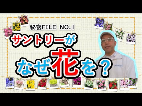 園芸 ナポリのサントリーナ