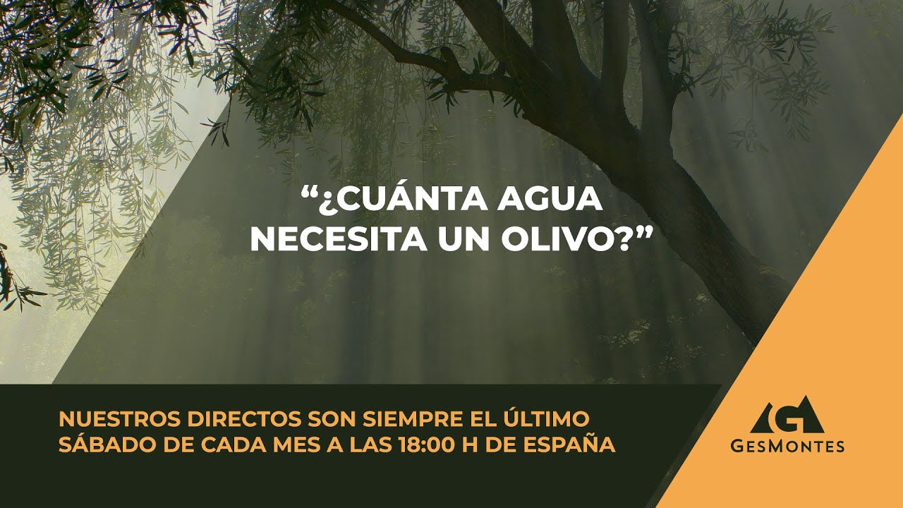 ¿Cuánta agua necesita un olivo