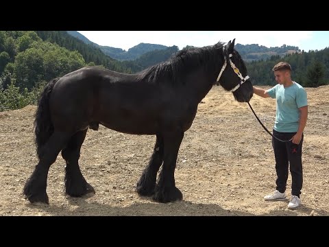 Caii lui Bexa Daniel de la Ciuruleasa, Alba - 2022 Nou!!!