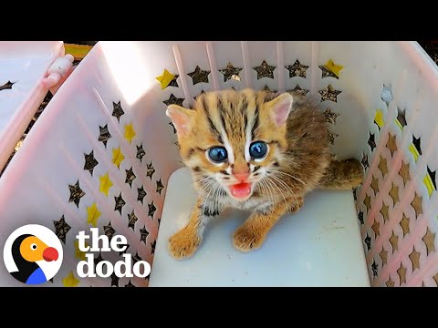 World's Smallest Cats Reunites With Mom | The Dodo
