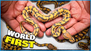 Our First Triple Visual Snake! Hypo Dg Puzzle