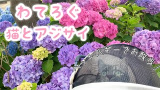 わてろぐ 猫と紫陽花さんぽ 足長マンチカン まる Munchkin cat