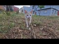 The Gray Cat Looks Scared And The Bagir Cat Came For Love