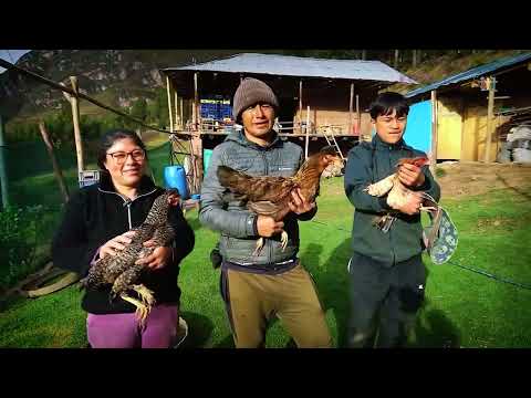 Haku Wiñay impulsa emprendimientos en "Cochabamba Altavalle" y "Shiracayog" en Huacaybamba - Huánuco