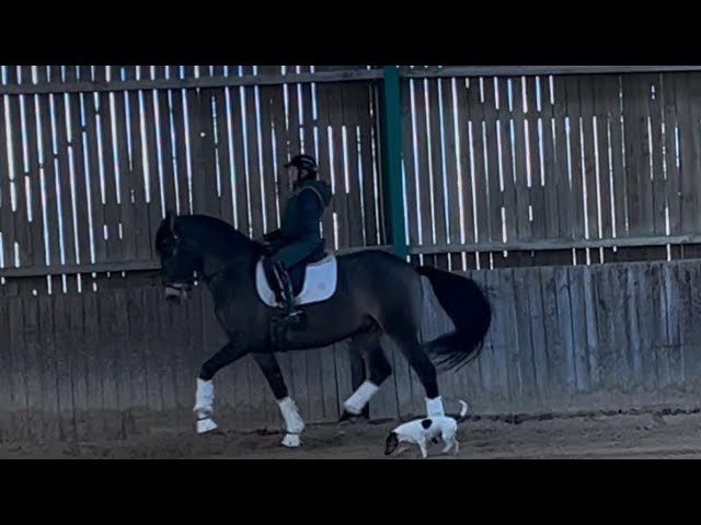 Hongre - Lusitanien - 7 ans - PSG- Piro Free