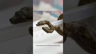 Download lagu Fakta ular berkepala dua mp3