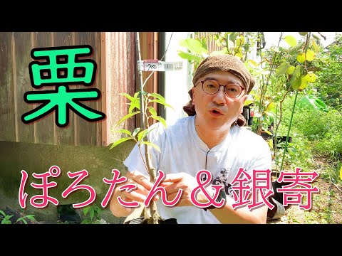 園芸 栗の植え方は?