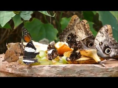 BUTTERFLY SENZA LEGGE Band