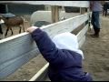 Mille Playing Peek A Boo With Some Goats At The Zoo
