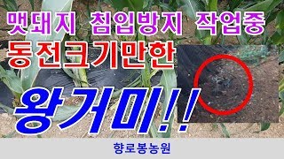 이런 왕거미 보셨나요 멧돼지 침입 방지용 철망 설치